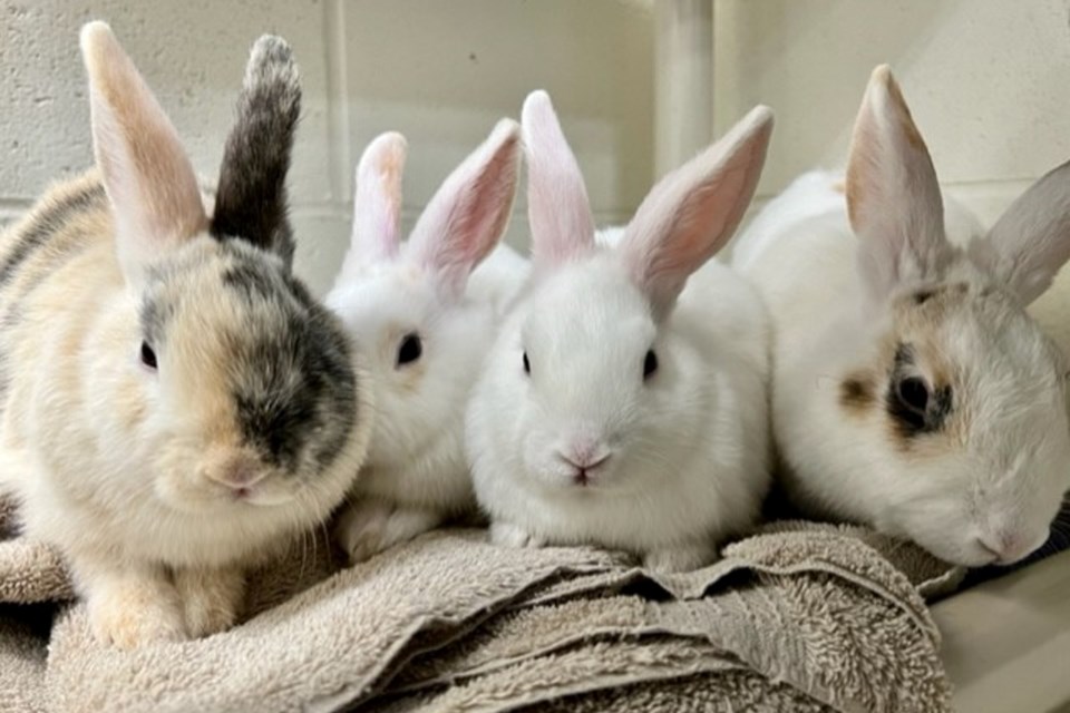 Six bunnies are ready for adoption. 