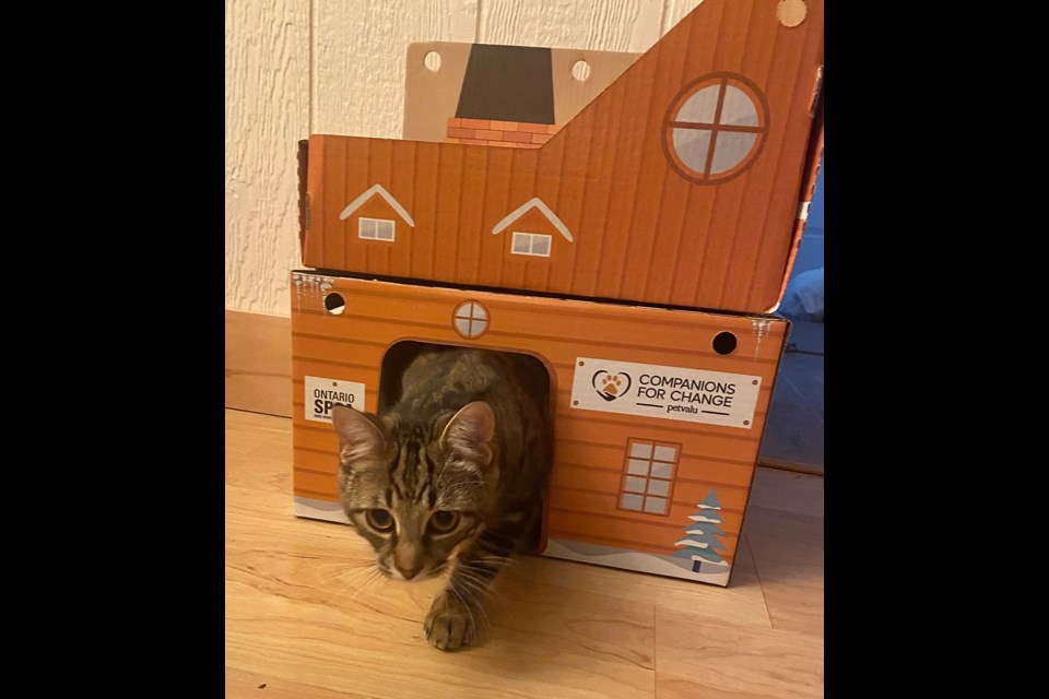 Ontario SPCA and Humane Society animal centres now have four new themed “cat cabin” designs including this 'Cabin in the Meow-tains.'
