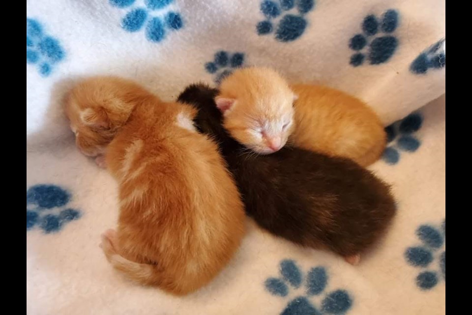 The Comfie Cat Shelter is currently caring for more than 200 cats, including these newborn kittens. 