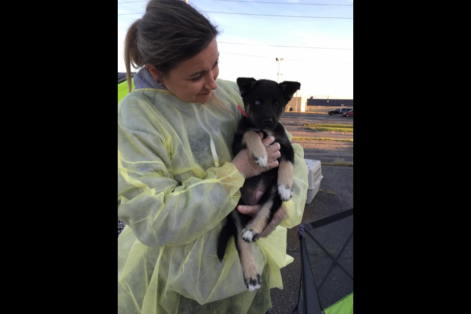 This morning, 46 dogs and puppies were transported from Manitoba and Northern Ontario to our region to find homes and receive the necessary medical care lacking in many isolated regions of the country. Supplied photo