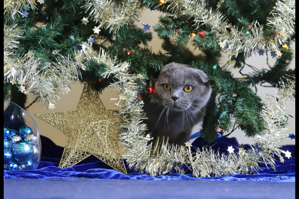 iAdopt for the Holidays is a holiday adoption initiative that runs until Dec. 31 at Ontario SPCA animal centres across the province to find loving forever homes for as many animals as possible.