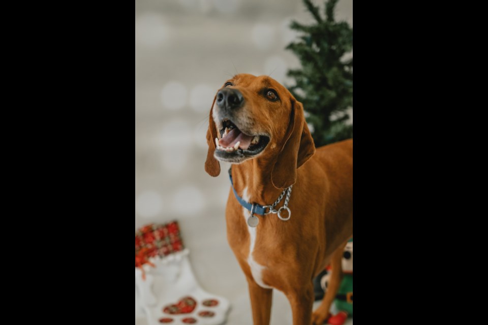 You can give the gift of a 'furever' home to an animal who is being overlooked by adopters by sponsoring their adoption fee during the Ontario SPCA and Humane Society’s iAdopt for the Holidays campaign, running until Dec. 25.