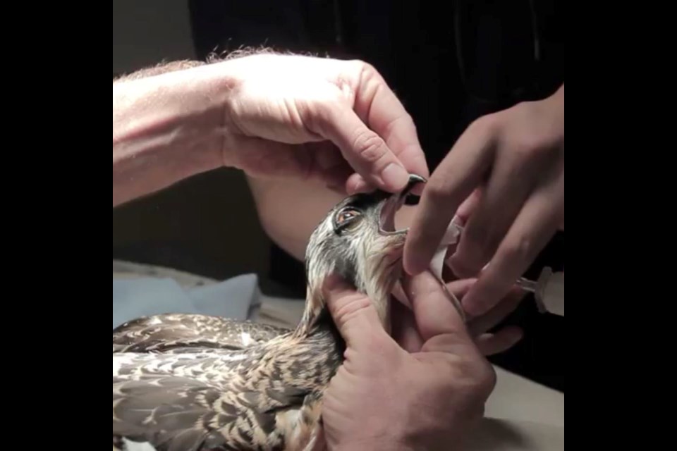 Staff at Shades of Hope Wildlife Refuge jumped into action Sunday to help ensure osprey injured after its nest collapsed could get back on their feet quickly.