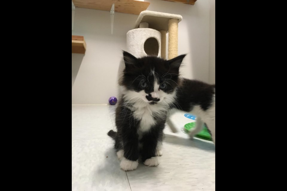 Comfie cat sales shelter