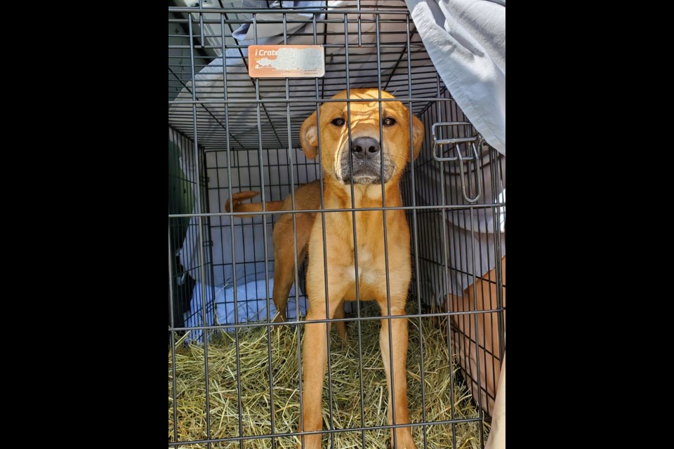 Some dogs from a group of 20 U.S. dogs have arrived at the Orillia Animal Centre.