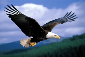 20240210-majestic-bald-eagle-soaring-majestically-600nw-2364347943-1