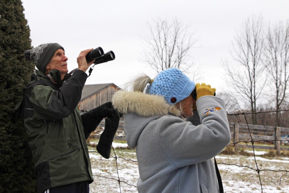 Members of the Orillia Naturalists’ Club, Sharon and Ron Hancock, have participated in the Christmas Bird Count since it began in the Orillia area in 1980. They conduct their count throughout one of the nine areas within the local Christmas Bird Count area, co-ordinated by the Orillia Naturalists’ Club. Kathy Hunt/OrilliaMatters