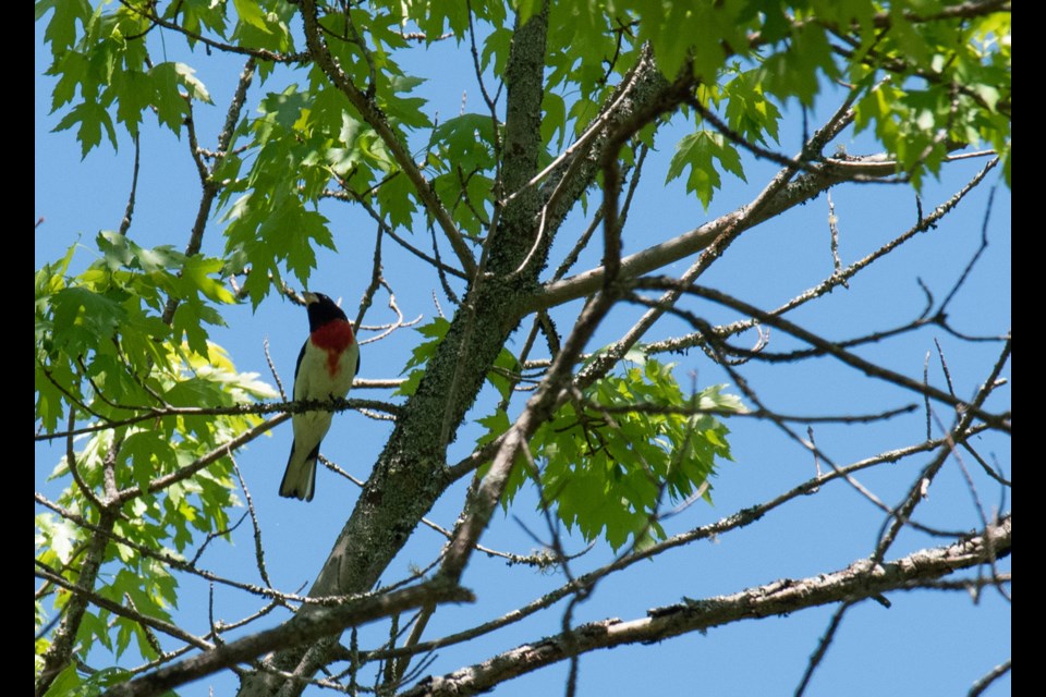 One of the many sightings – a Rose-breasted Grosbeak – during a paddle on the Black River. 