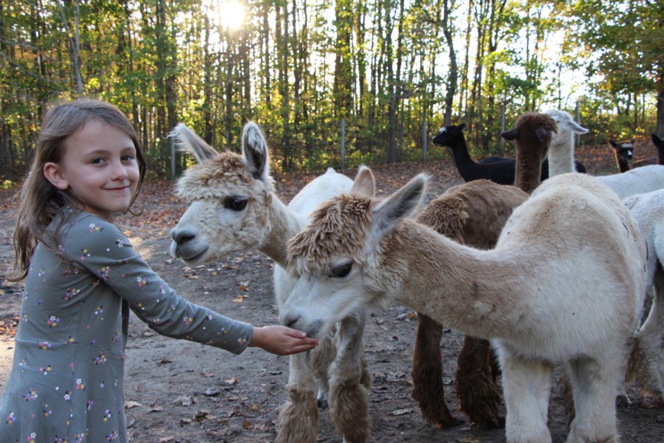Tahlia, one of the daughters of Alex and Cara Davidson, loves to spend time with the alpaca herd. Davidson Estate Alapacas offers a chance to get up close and personal with the calm and cuddly animals. 