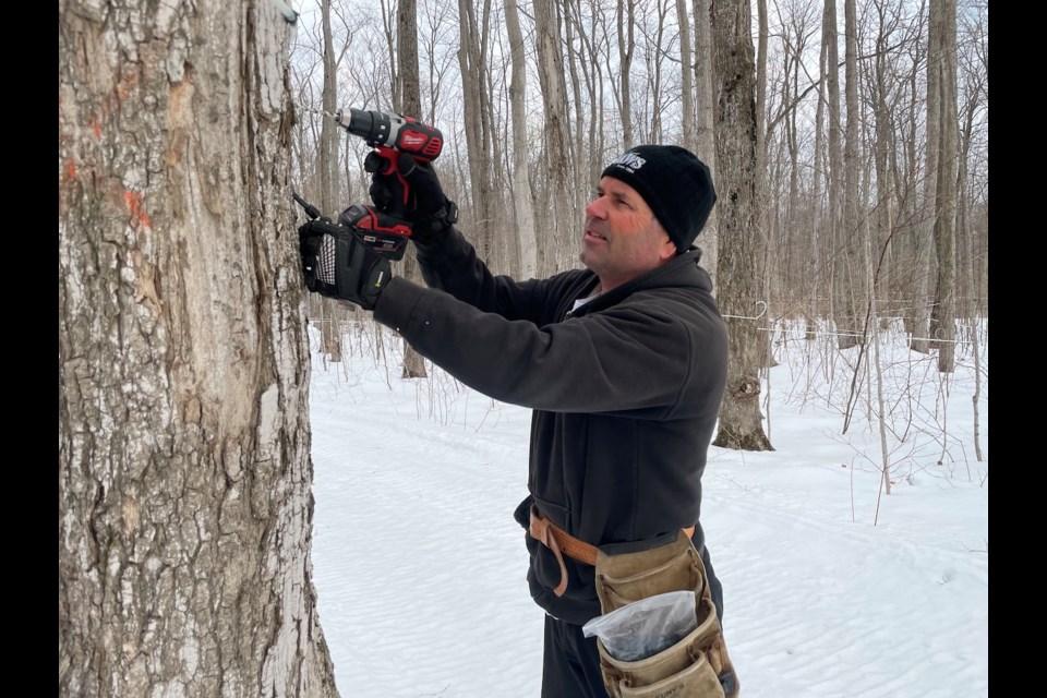 Shaw’s Maple Syrup owner Tom Shaw was preparing to tap trees on Monday morning. 
