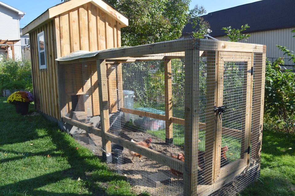 City Wants Your Input On Backyard Chicken Coops Orilliamatters Com