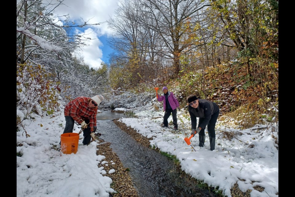 Black Ash Creek in Collingwood is shown after the Nottawasaga Valley Conservation Authority removed the Petun Dam. Volunteers installed dogwood stakes to help stabilize the stream bank.