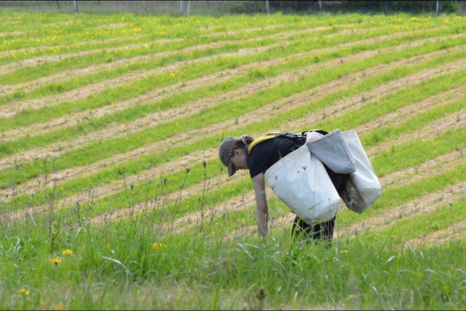 Trees are planted by hand in areas that are unsafe for the planting machine.