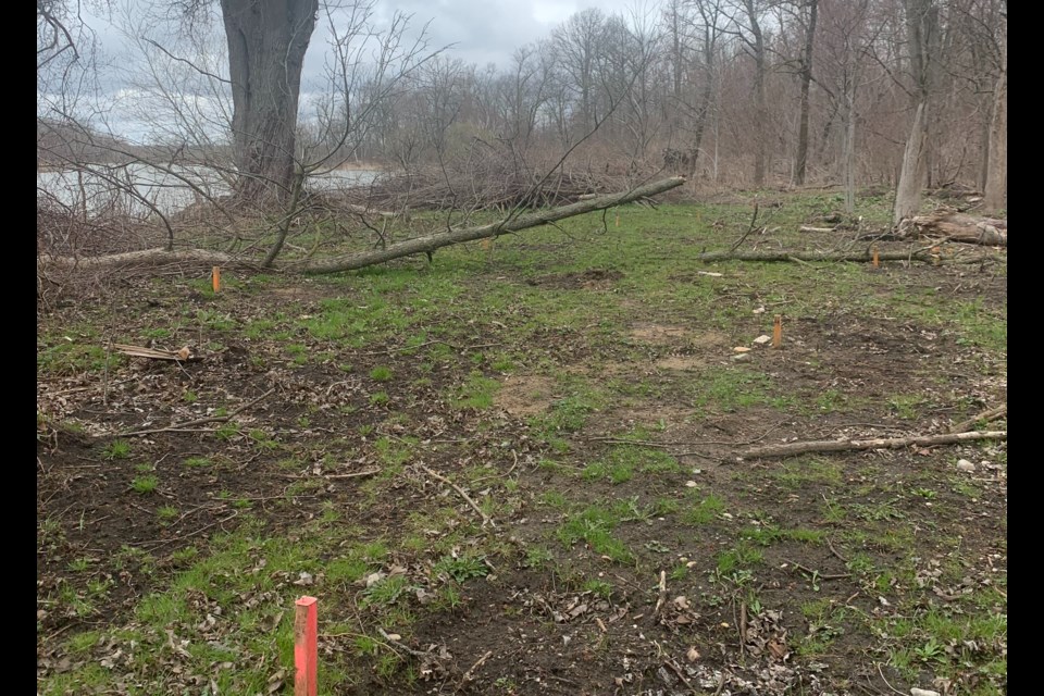 This is an area near the Holland River, just below Cooks Bay. The orange stakes indicate an archeological survey.