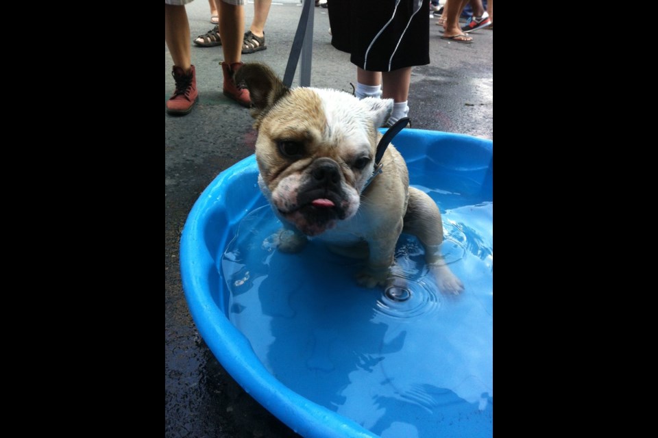 In this hot weather, a kiddie pool will help keep your furry friends cool. Photo provided by the Ontario SPCA.