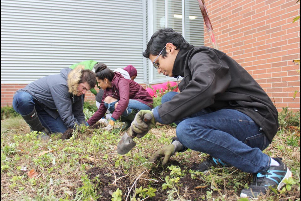 Members of Orillia Secondary School's Environmental Action Club work on what will become a pollinator garden. Nathan Taylor/OrilliaMatters