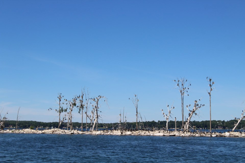 Ship Island in Lake Couchiching has been laid to waste to by cormorants. File photo/OrilliaMatters 