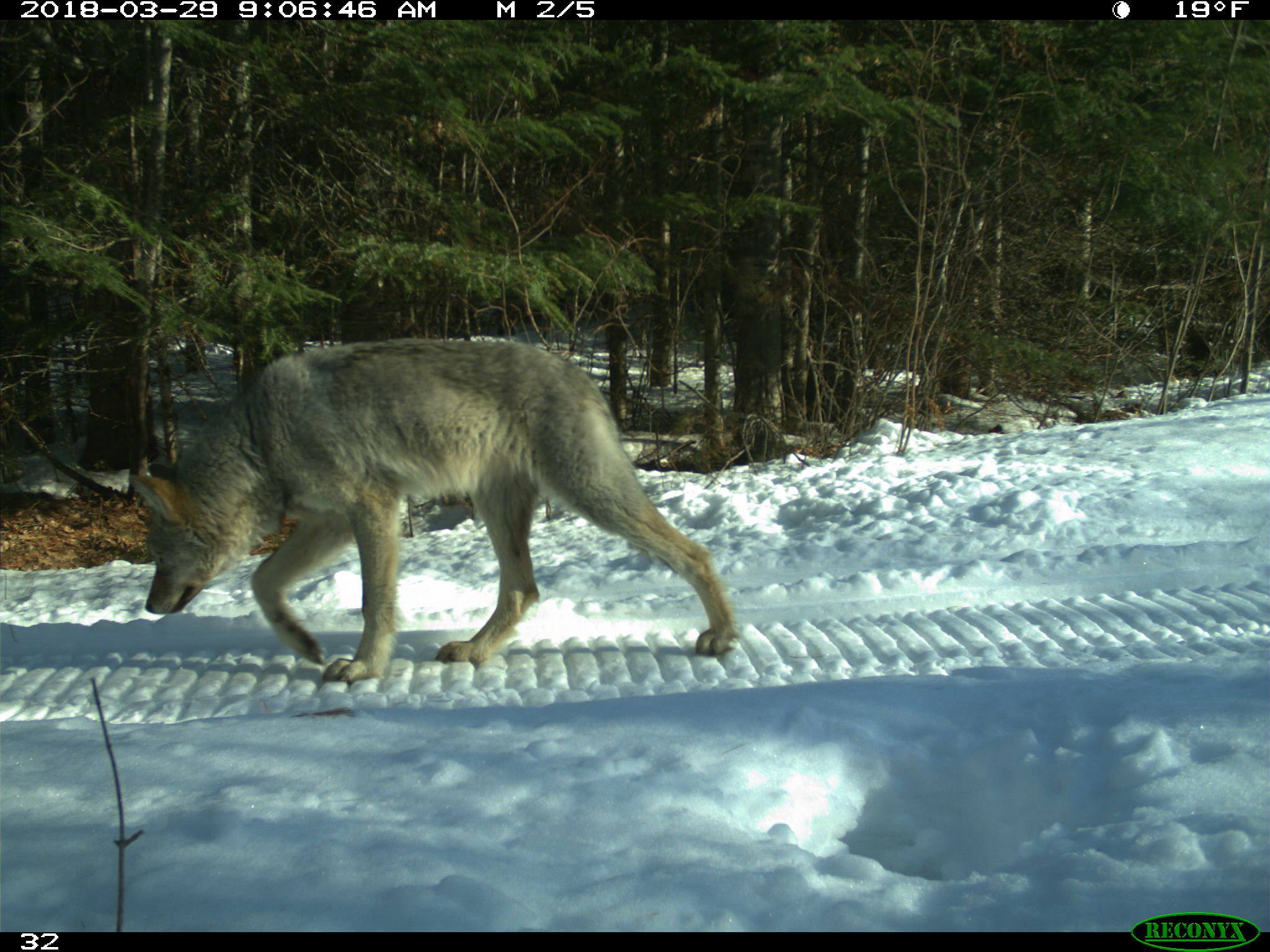 Voyageurs Wolf Project, Studying Wolves During Summer