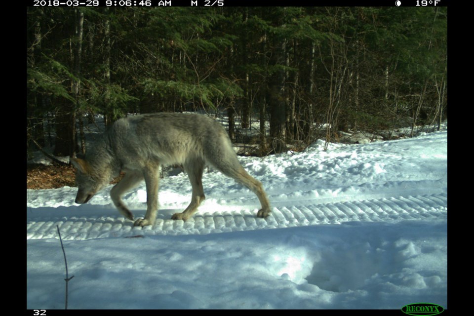 A member of the Lightfoot wolf pack is shown in Voyageurs National Park in northern Minnesota. Supplied photo