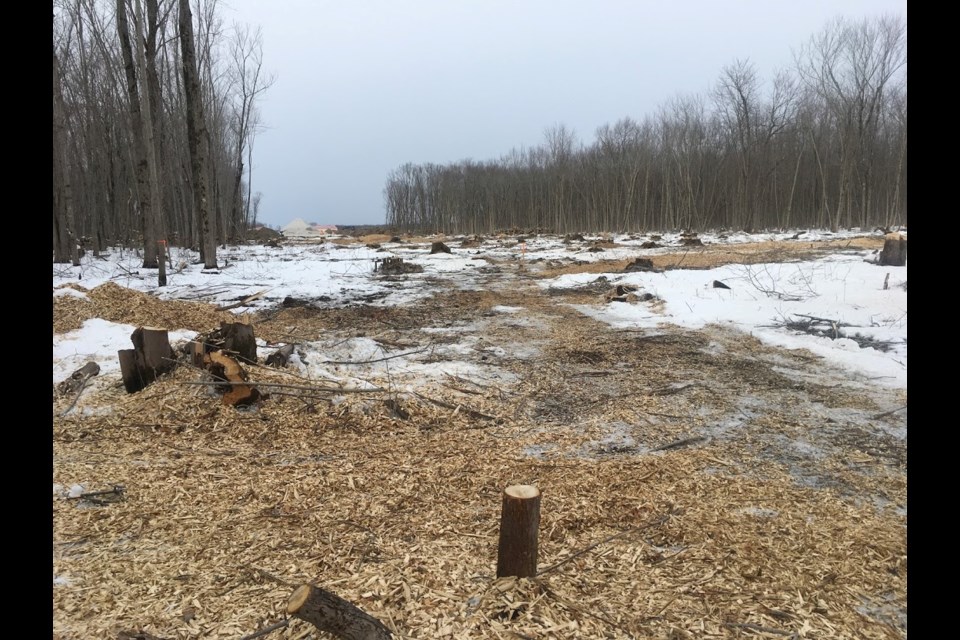 This photo shows a swath where trees were cut down in a wetland near the Orillia Rama Regional Airport, part of which is shown in the background.