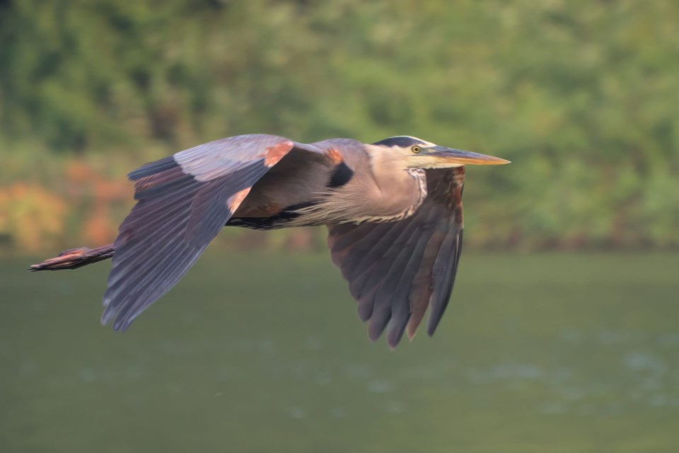 This photo by local resident Elissa Devinz, of a Great Blue Heron in mid-flight over Lake Simcoe, was recognized by Living Lakes Canada in its national photo contest.