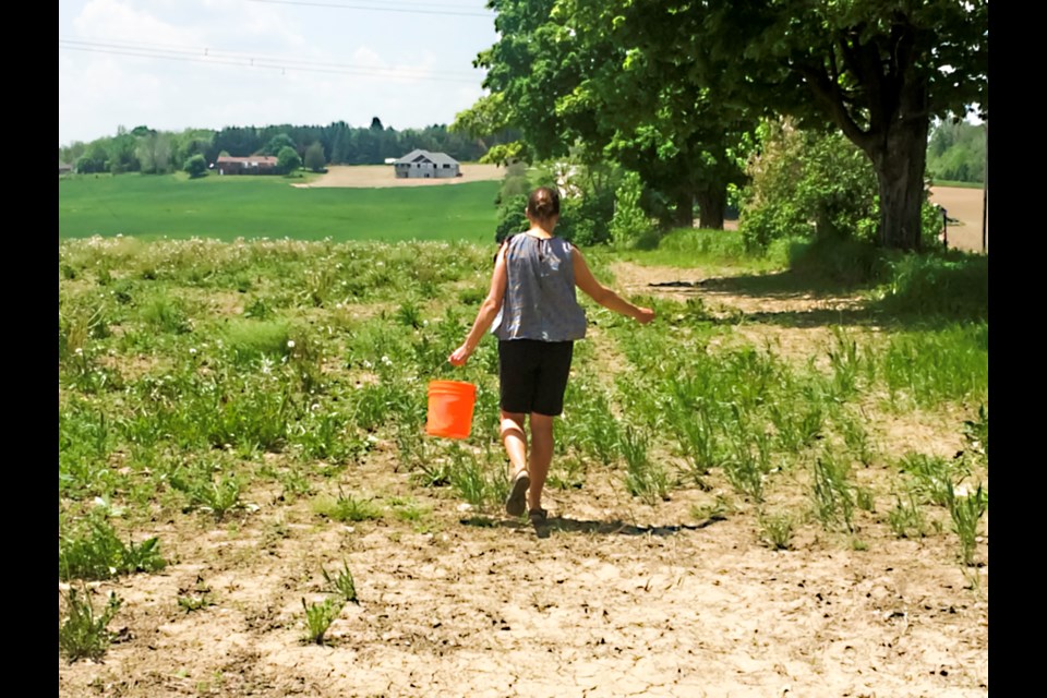 A volunteer spreads grassland seeds.