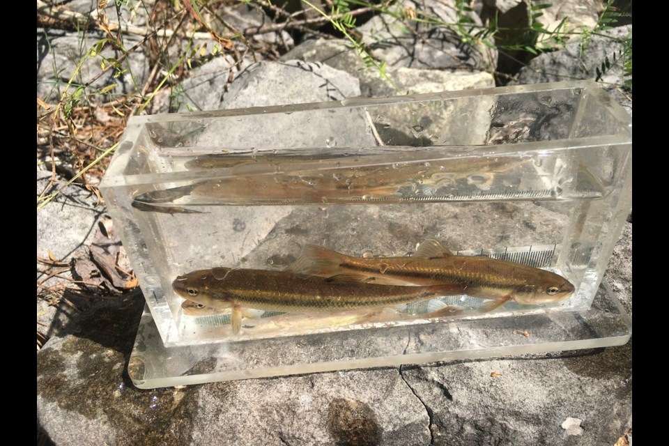 Bob Bowles has been studying the tributaries in the Inch Farm area and documenting what he has discovered. Above are two creek chub and one brook stickleback from the south tributary from Aug. 19.