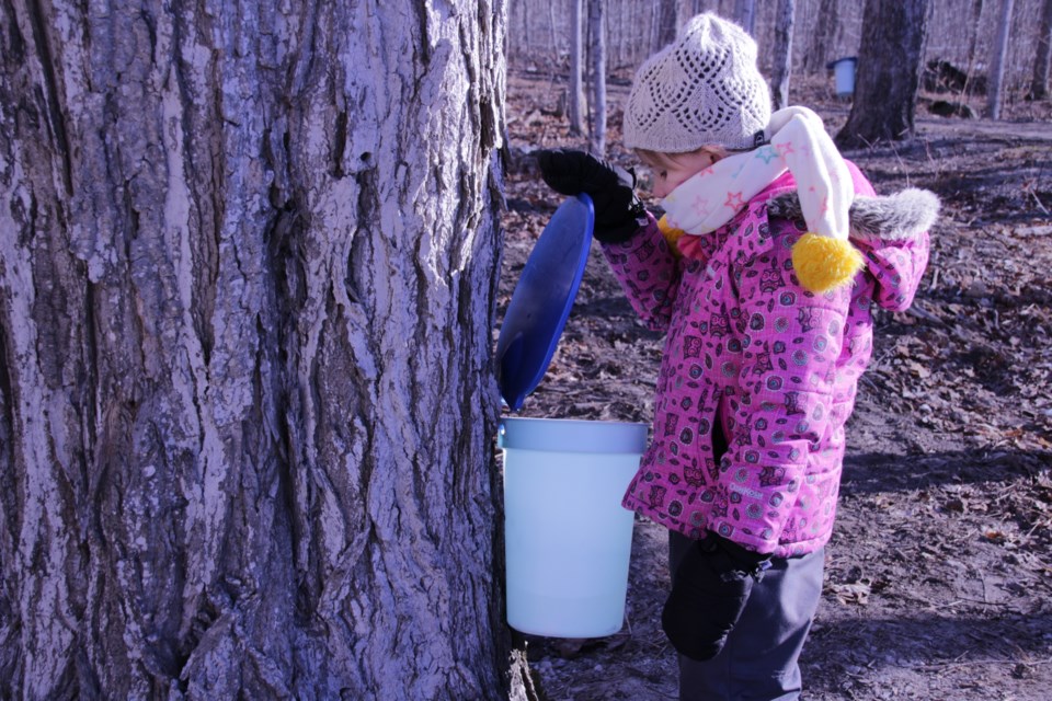 Kennedy Bilodeau, 5, of Cambridge, peers into a bucket at Shaw’s Maple Syrup bush. Mehreen Shahid/OrilliaMatters