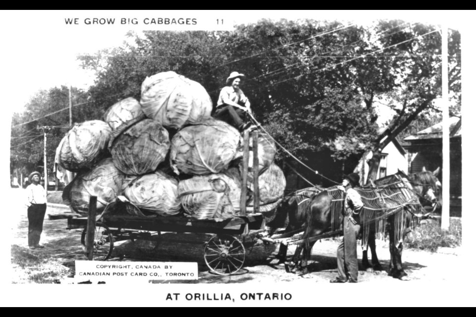 A series of 'tall tale' or exaggerated postcards were sold in Orillia during the 1940s. They were produced by William H. Martin and featured out-of-scale images such as this cabbage.