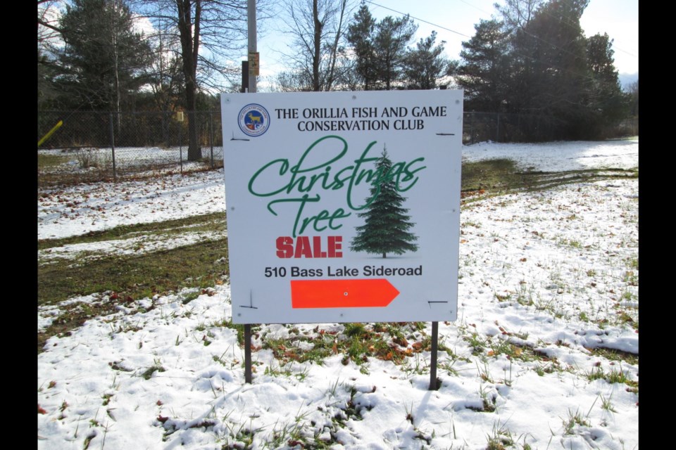 The annual cut your own Christmas tree sale begins Saturday.