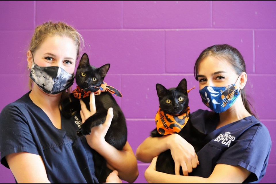 The Ontario SPCA and Humane Society is reminding fur-baby families and trick-or-treaters to be mindful of animal safety to ensure everyone has a fun and safe holiday.