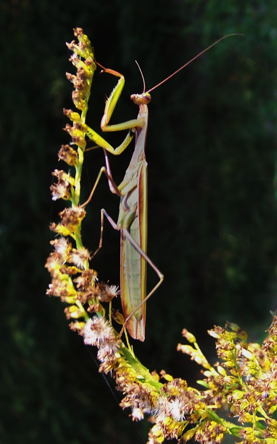 100_5657 Praying Mantis vert