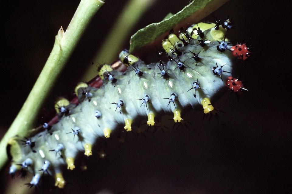198007_Wye Marsh_Cecropia caterpillar (Hawke)
