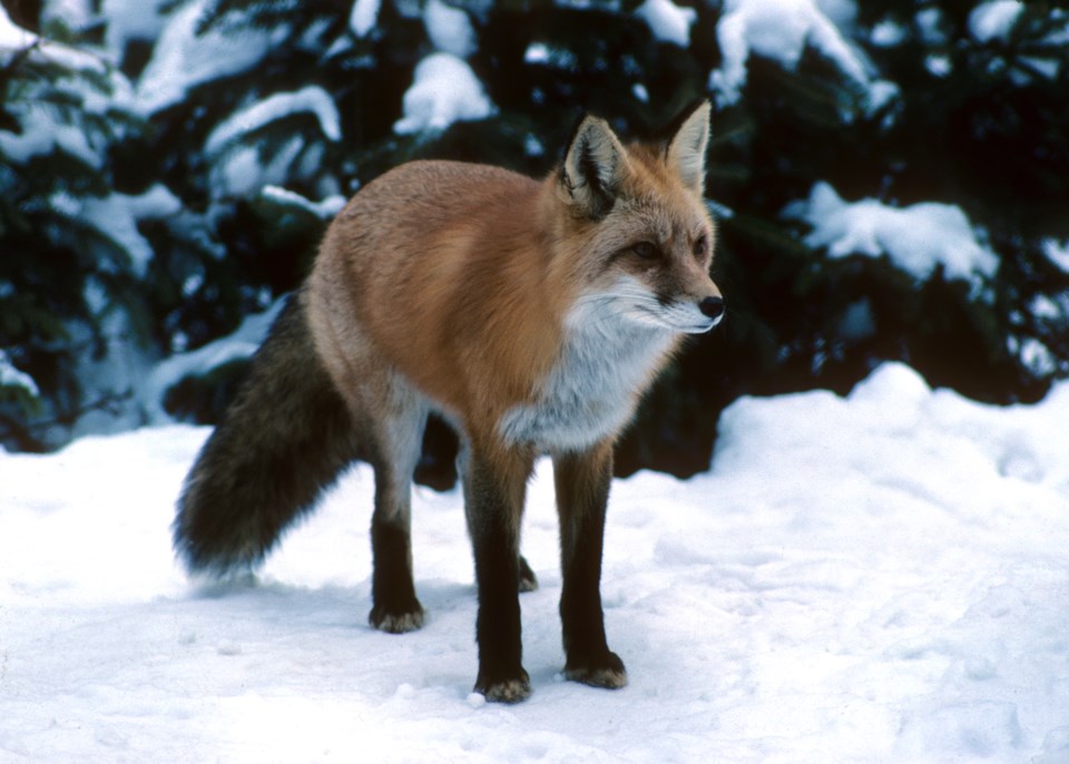 1988_Midhurst_Red Fox (Hawke)