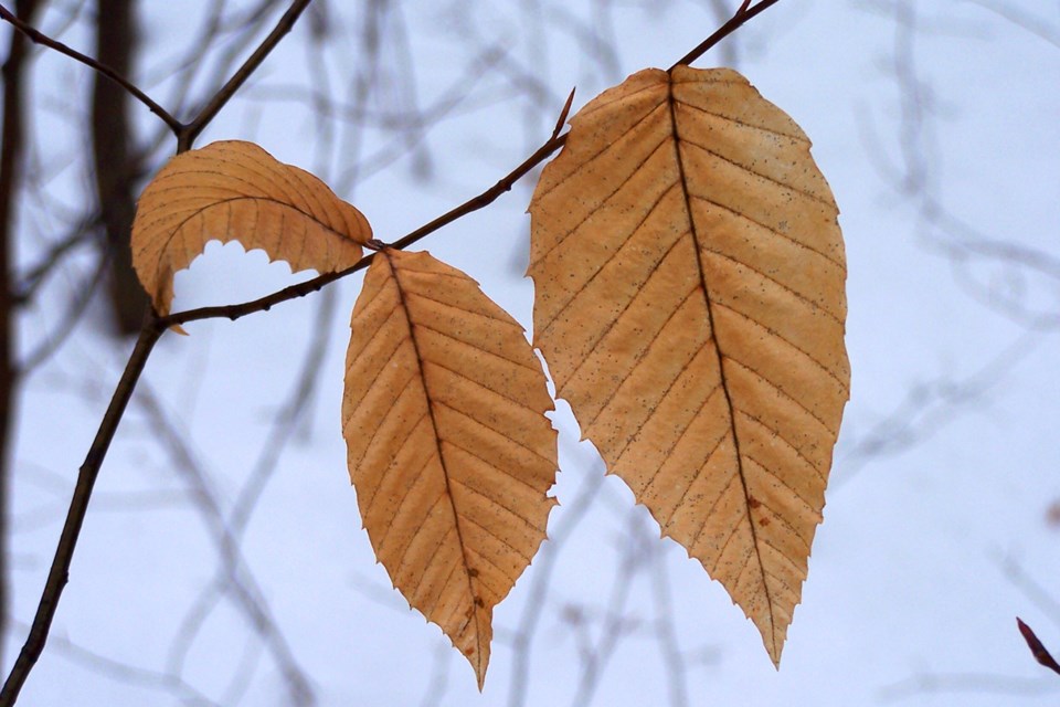 20051225_valk-valley_beech-leaves-hawke-2