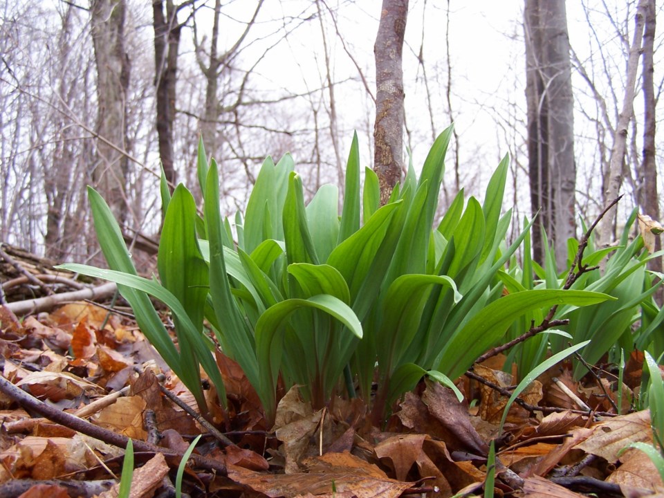 20060423_valk-valley_wild-leeks-hawke