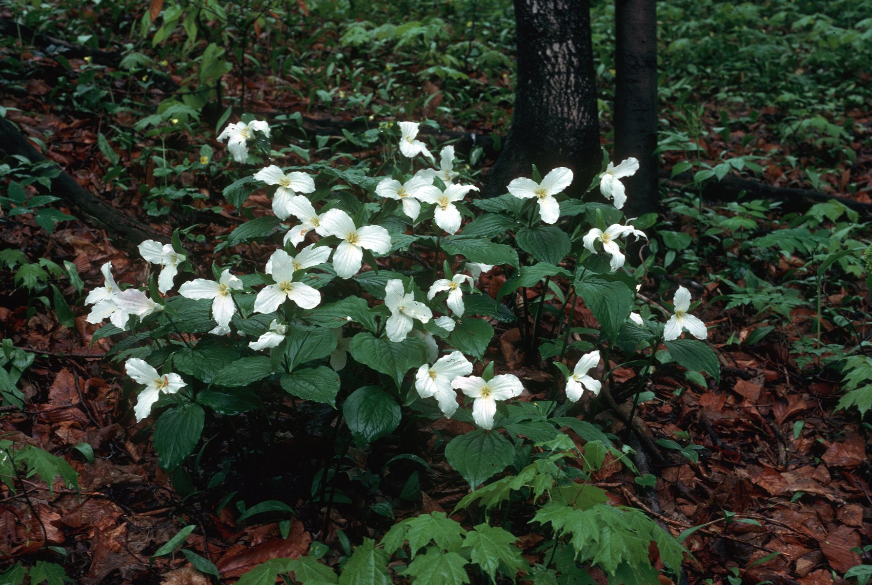 Trillium flower shop