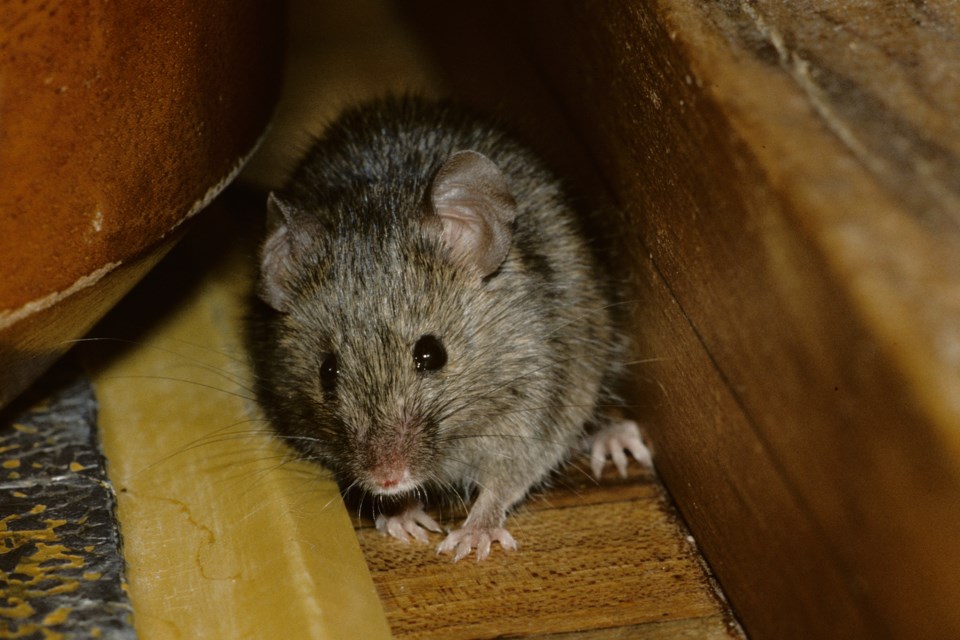 20080123_House Mouse_Medonte Township (Hawke)