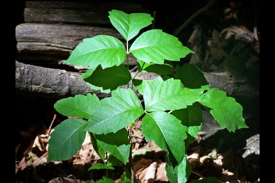 If you see this plant - the dastardly poison ivy - give it a wide berth.