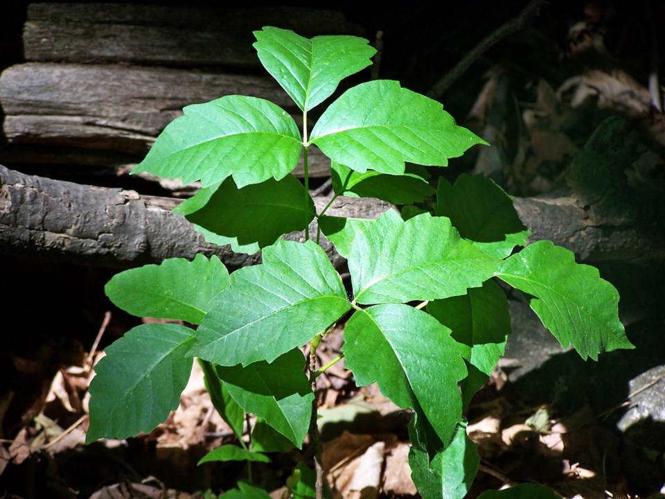 show me poison ivy rash