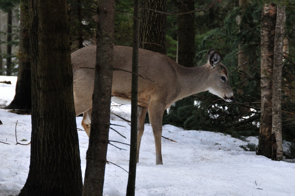 20110317_trail-camera_midhurst_deer-in-winter-hawke-1