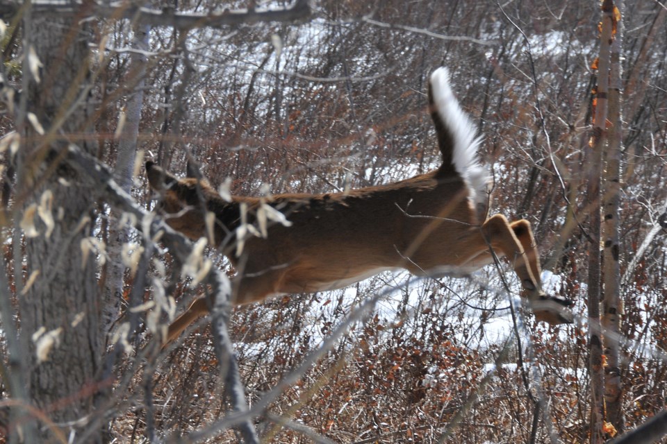 20110330_Copeland Forest_Deer running (Hawke)