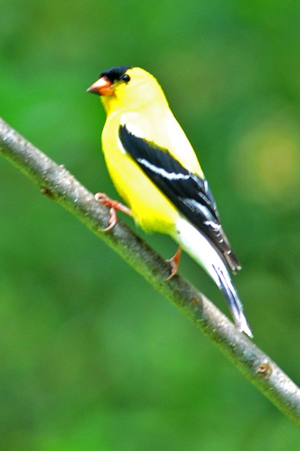 20120523_Grants Woods_male goldfinch (Hawke)