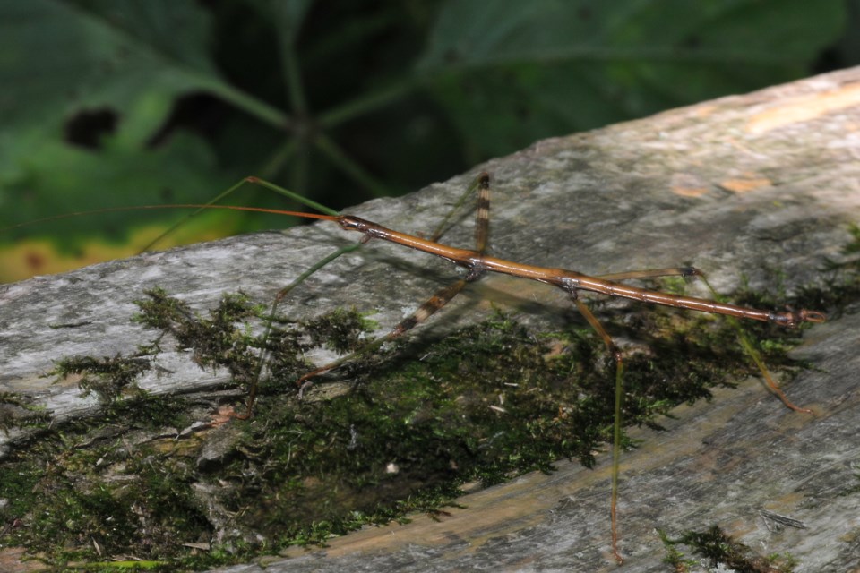 20120818_valk-valley_stick-insect-hawke-2