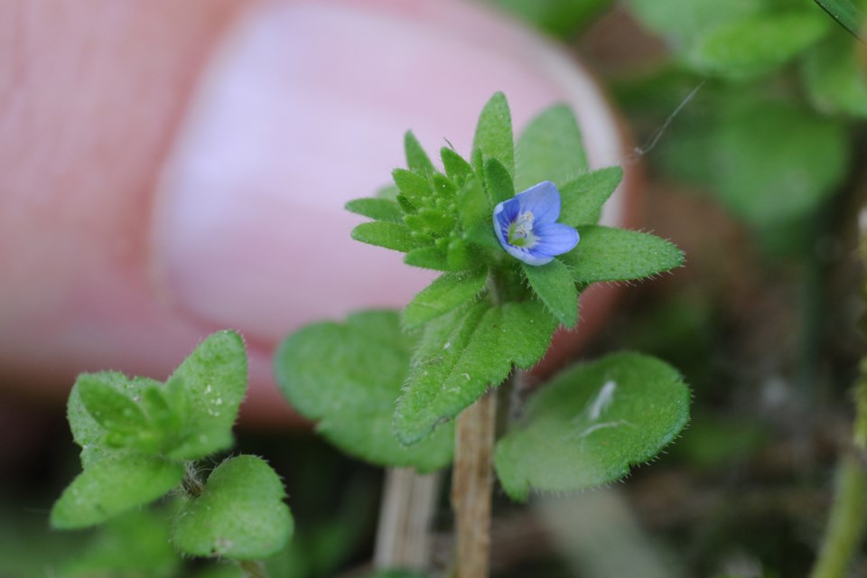 20130520_valk-valley_corn-speedwell_hawke