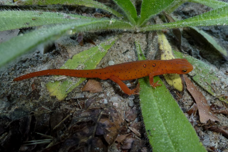 20130823_severmn-township_red-spotted-newt_eft-form-hawke