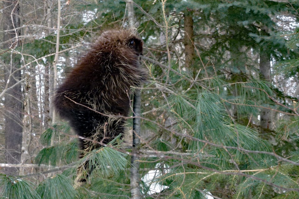 20131016_tc-agnew-nature-reserve_porcupine-hawke-2