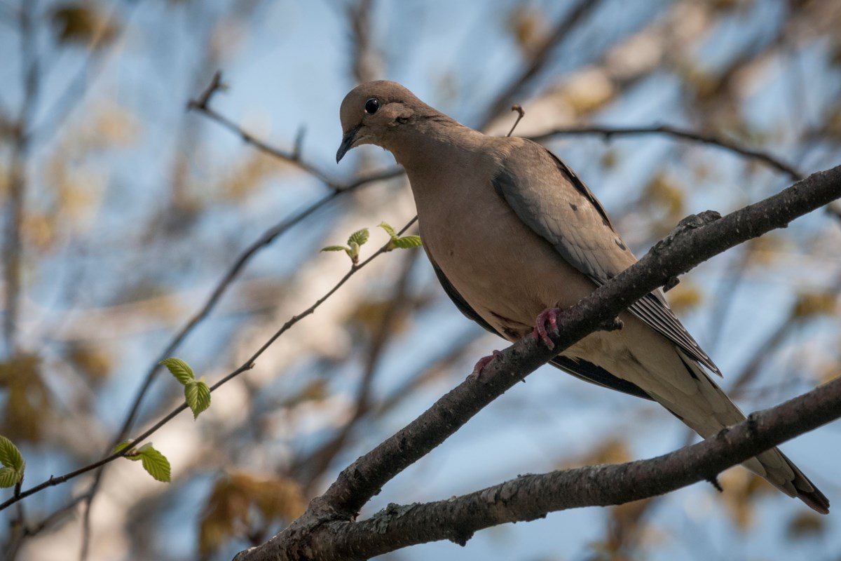OUTDOORS No need for mourning as dove population soars Innisfil News
