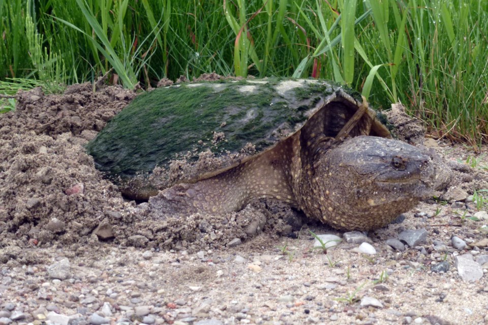 20140613_Horseshoe VAlley Road_female snapping turtle (Hawke) (3)
