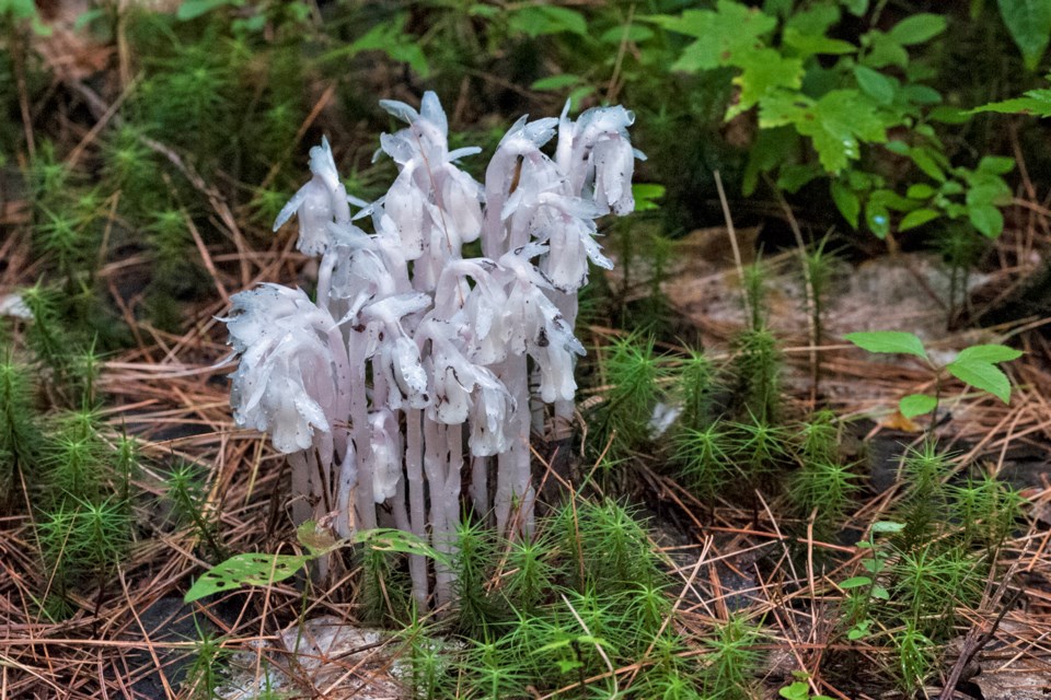 20150718_Agnew Reserve_Indian pipe-Ghost Plant (Hawke)